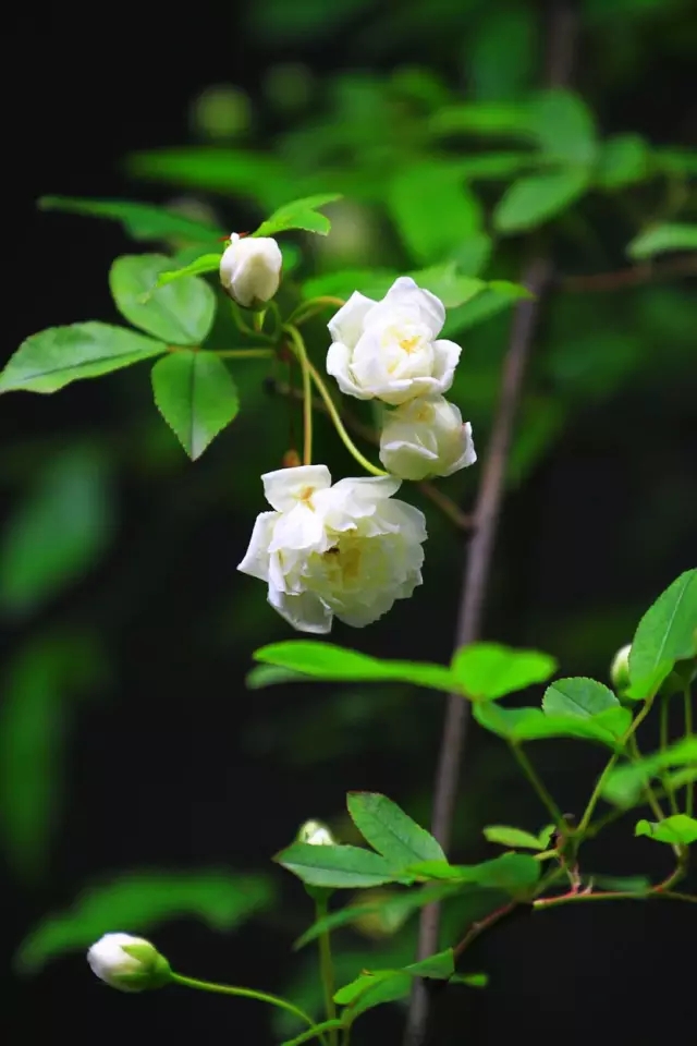 8.webp (1).jpg