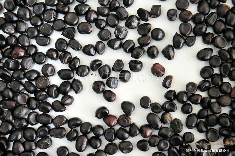 牡丹籽油榨油精煉生產線(圖1) 牡丹籽油榨油精煉生產線(圖1)